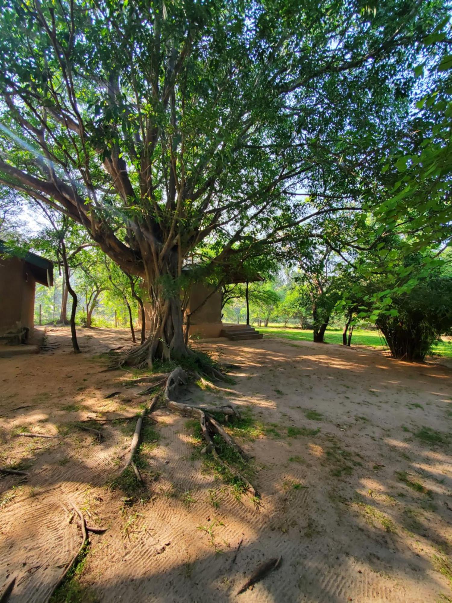 بولاناروفاي Clay Hut Village المظهر الخارجي الصورة